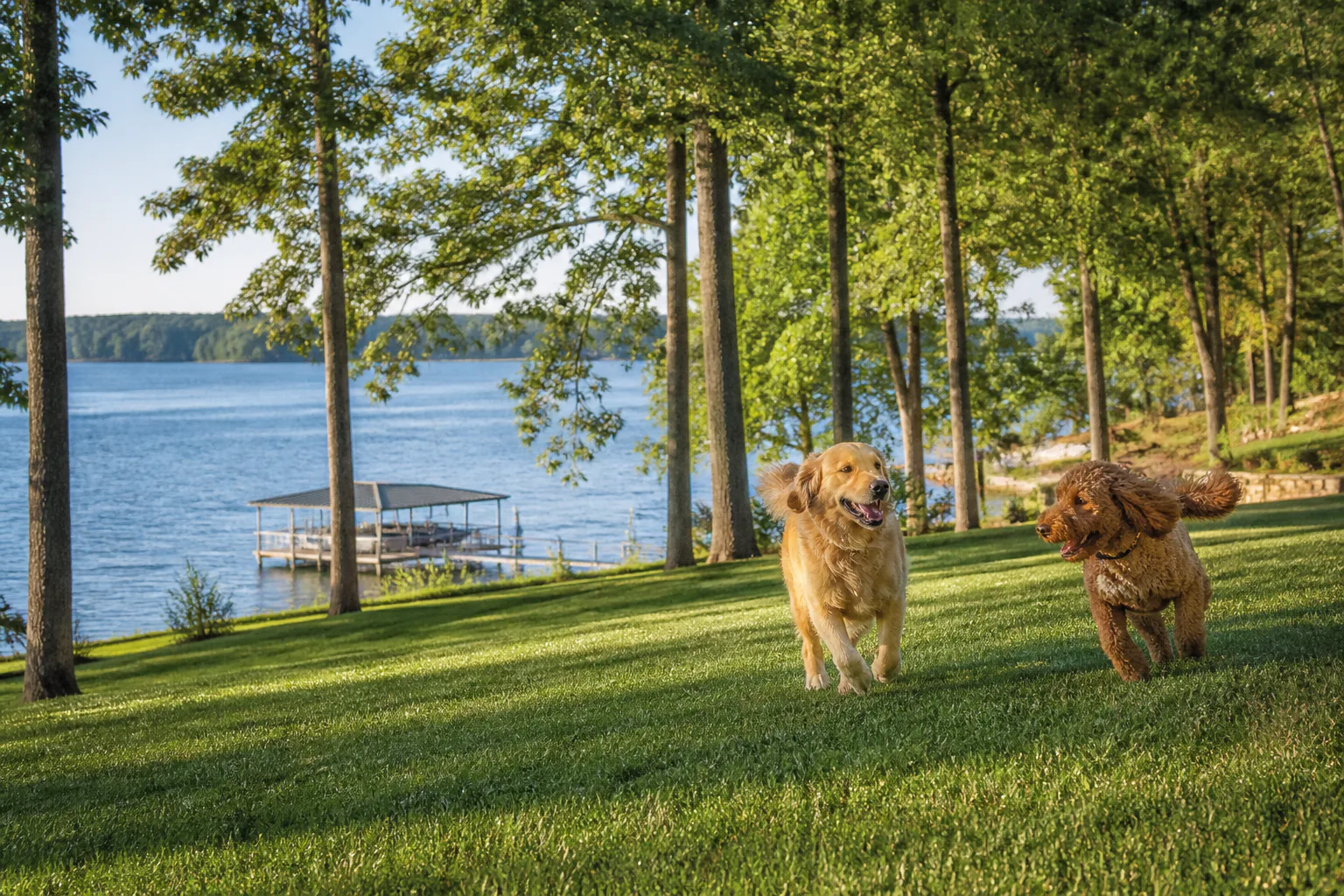 Dogs enjoying a freshly cleaned lakeside backyard
